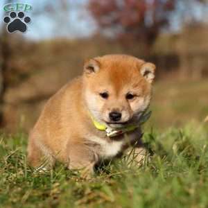 Ollie, Shiba Inu Puppy